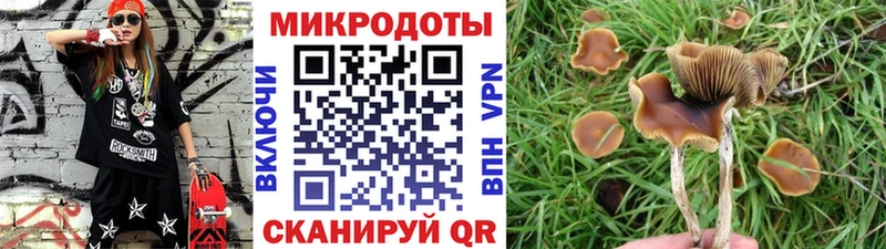 Галлюциногенные грибы Psilocybe  цены наркотик  Курганинск 