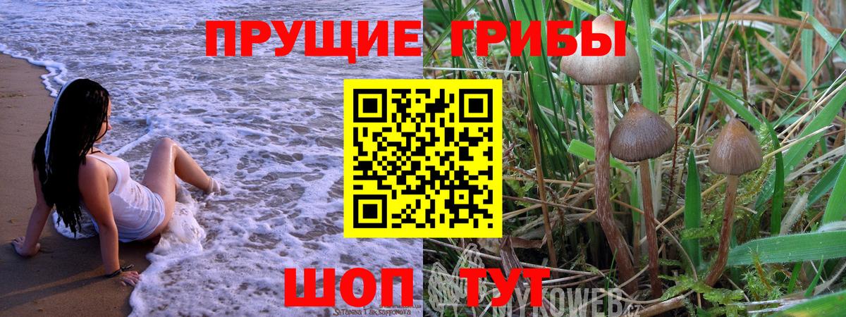 купить наркотики цена  Вход с VPN  Курганинск  Галлюциногенные грибы Psilocybe 